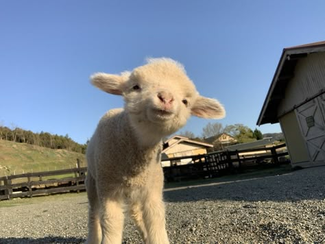 Sheep Astethic, Sheep Cute, Cutee Animals, Cute Lamb, Baby Sheep, Cute Goats, Baby Lamb, Cute Sheep, Baby Goats