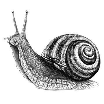 Snail Sketch, Snail Image, Snail Tattoo, Graphic Portrait, Hair Drawings, Snail Art, Tattoo Inspiration Men, Snail Shell, Art Diary