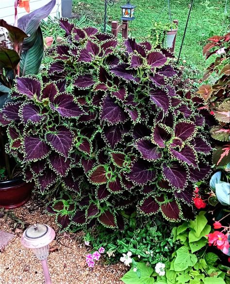 Coleus Landscaping, Shower Flowers, Gothic Garden, Victorian Garden, Baby Shower Flowers, Natural Lifestyle, Home Porch, Wicked Witch, Black Flowers