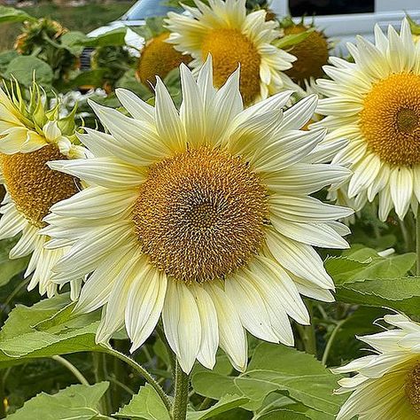 Sunflower Pro Cut 'White Lite' F1 - Seeds | Suttons Sunflower Seedlings, Subtle Blonde, Blonde Shades, Yellow Petals, Planting Sunflowers, Vase Display, Soft Blonde, White Sunflowers, Helianthus Annuus