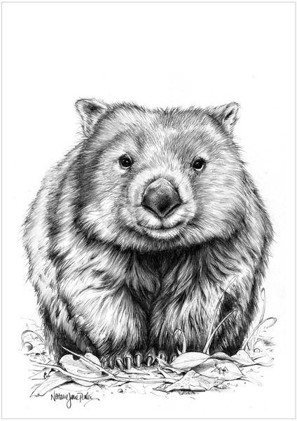 Wombat Pictures, Cute Wombat, Cute Australian Animals, Natalie Jane, Australian Tattoo, Australia Animals, Australian Wildlife, Illustration Photo, Australian Birds