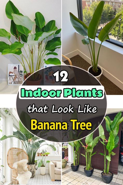 Banana Tree Living Room, Banana Leaf Tree Indoor, Banana Tree In Pot Indoor, Banana Leaf Plant Indoor, Banana Palm Indoor, Banana Tree Plant, Indoor Banana Plant, Banana Plant Outdoor, Banana Tree Care