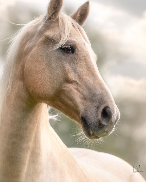 3,245 Me gusta, 79 comentarios - Christa Merk (@christa_merk) en Instagram: "Hippie 💕  #equinephoto #equinephotography  #master_shots #horsephotography #europapferde…" Paint Horse Photography, Cavalo Palomino, Horse Close Up Photography, White Horse Head Photography, Sunrise Horse Photography, Chestnut Horse Photography, Cute Horse Pictures, Equestrian Aesthetic, Palomino Horse