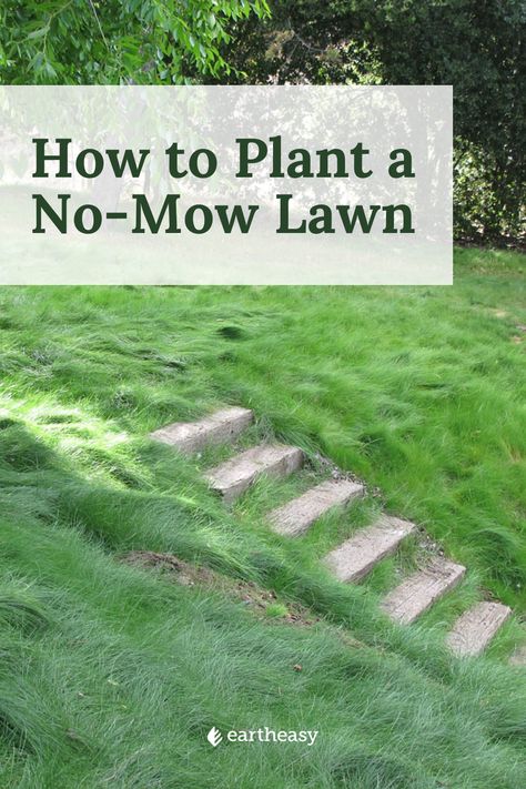 No Mow Garden, No Mow Grass Lawn Alternative, No Mow Lawn Landscape Design, No Mow May, No Mow Yard, No Lawn Backyard, No Mow Backyard, No Mow Lawn, Landscape Remodel