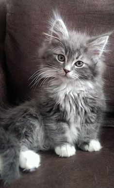 Untitled Fluffy Kittens, Söt Katt, Gorgeous Cats, Kitten Pictures, Fluffy Animals, Animal Videos, Cute Cats And Kittens, Cute Kittens