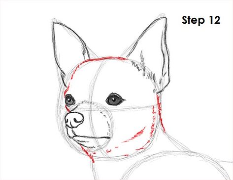 Chihuahua Dog Drawing 12 Animal Sketches Easy, Chihuahua Drawing, Animal Tutorial, Drawing Instructions, Chihuahua Art, Pencil Drawings Of Animals, Small Dog Clothes, Drawing Activities, Chihuahua Love