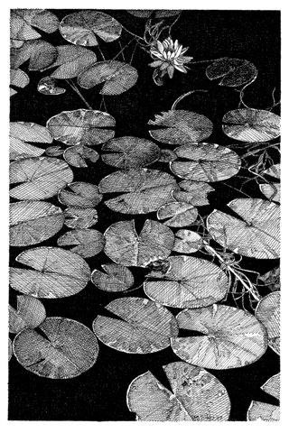 Beautiful Ink Drawings, Graphic Drawings Black And White, Detailed Ink Drawings, Nature Black And White Drawing, Nature Ink Drawing, Fantasy Ink Drawing, Black And White Ink Drawings, Scrape Drawing, Lily Pad Sketch