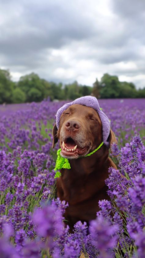 Instagram Good Boy Ollie, Activity Jar, Instrumental Music, Hiding Spots, Happy Boy, Here Comes The Sun, Good Boy, Mans Best Friend, My Happy Place