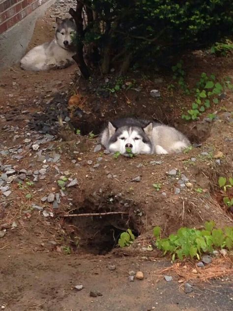 Digging for a reason ~ THEY LIKE TO MAKE A DEN ~ Husky Pictures, Dog Logic, Husky Pups, Wolf Den, Clever Dog, Dog Yard, Cute Husky, Siberian Huskies, Moon Moon