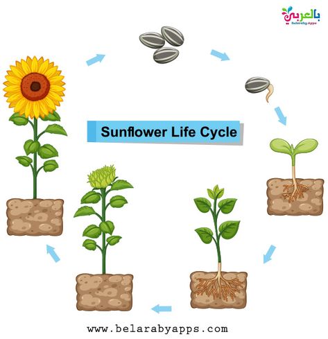 Plant Life Cycle Diagram For Kids - Science Posters ⋆ بالعربي نتعلم | Plant life cycle, Planting sunflowers, Life cycles Life Cycle Of Sunflower, دورة حياة النبات, Plant Life Cycle Worksheet, Flower Life Cycle, Sunflower Life Cycle, Cycle For Kids, Sunflower Illustration, Kid Science, Planting Sunflowers