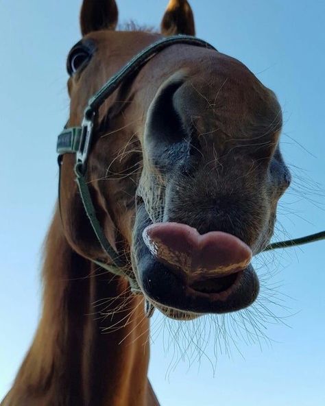 Funny Horse Pictures, Horsey Life, Funny Horse Videos, Cute Horse Pictures, Funny Horses, Horse Wallpaper, Horse Aesthetic, Horse Videos, Brown Horse