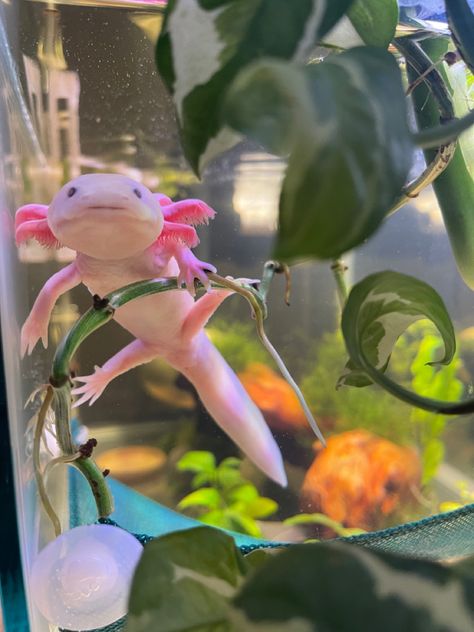 A cute pink axolotl holding onto a vine staring at the camera in a planted aquarium. Pink Axolotl Aesthetic, Exotic Pets Aesthetic, Pink Fish Tank Ideas, Axolotl Photography, Axolotl Aquarium Ideas, Axolotl Tank Ideas, Aesthetic Axolotl, Axolotl Aesthetic, Axolotl Oc