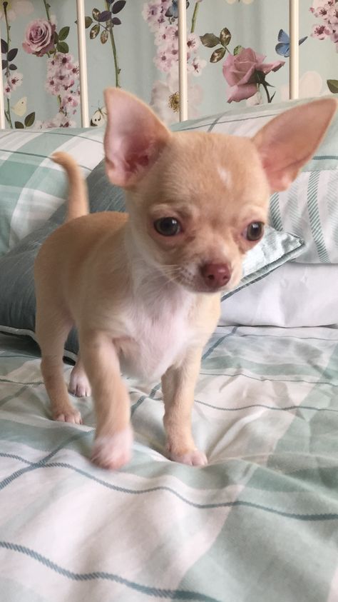 Small Chihuahua, Tiny Chihuahua, Dog Chihuahua, Chiuahaha Puppies, Chihuahua Puppy, Chihuahua Aesthetic, Chiwawa Puppies, Psy Chihuahua, Teacup Chihuahua Puppies