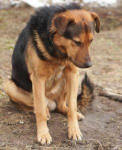 Dog Waited Seven Days At Side Of Road Because His Owner Said, ‘Stay’ – iHeartDogs.com Sporty Dog, Dog Waiting, Dog Gear, Dog Images, Seven Days, Cute Friends, I Love Dogs, Beautiful Creatures, German Shepherd