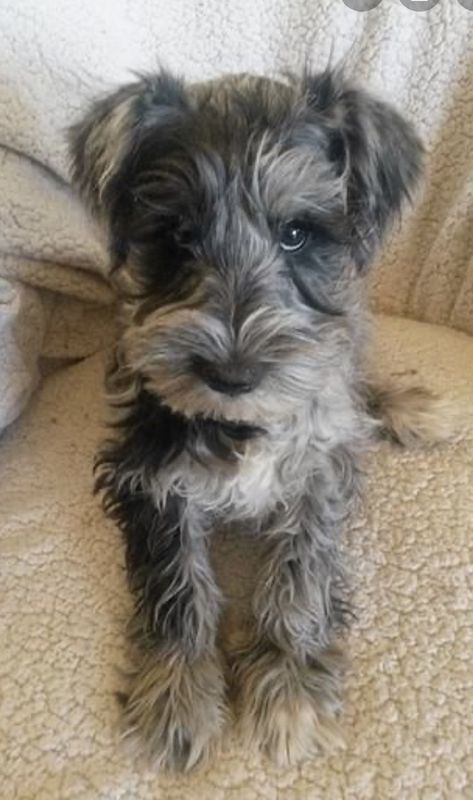 Miniature Schnauzer/Cocker Spaniel Scruffy Dogs, Lady Marmalade, Chihuahua Terrier, Cocker Spaniel Mix, Schnauzer Mix, Mini Schnauzers, Irish Terrier, Cocker Spaniel Puppies, Schnauzer Puppy