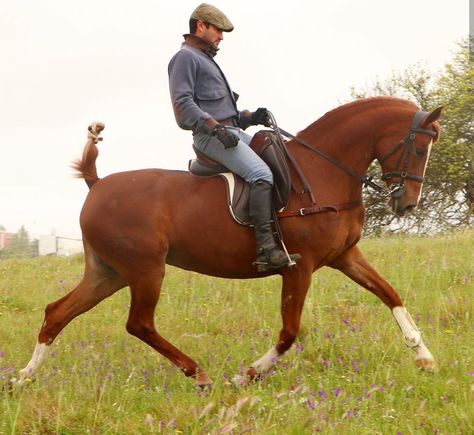 Man On Horse Reference, Riding A Horse Reference, Riding Horse Pose, Riding Horse Reference, Horse Riding Reference, Person Riding Horse Drawing Reference, Person Riding Horse, Everyday Poses, People Riding Horses