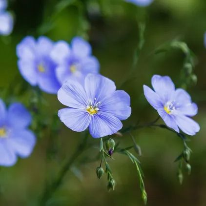 Blue Flax (Linum perenne) Flower, Leaf, Care, Uses - PictureThis Blue Flax Flowers, Linum Perenne, Animal Encyclopedia, Apple Garden, Nails Flower, Flax Flowers, Natural Inspiration, Morning Rain, Save Trees