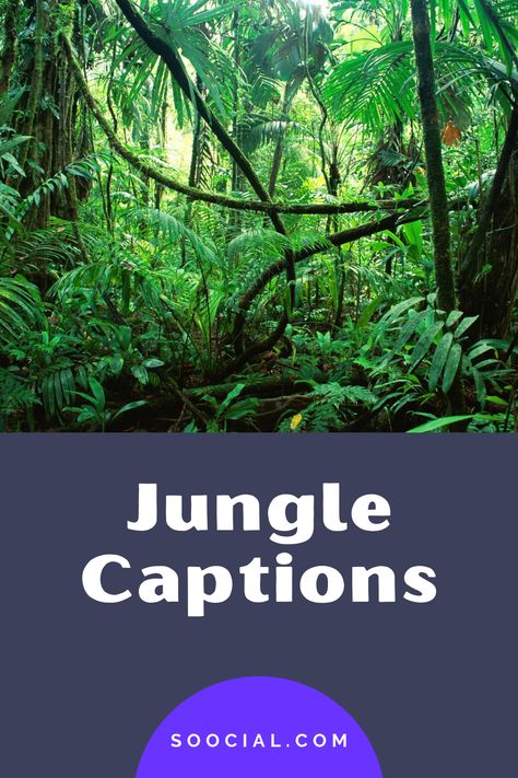 Caption For Forest Photos, Wild Captions, Captions For Zoo Pictures, Wild Captions For Instagram, Forest Instagram Captions, Caption For Jungle Pic, Jungle Captions For Instagram, Caption For Instagram Pic, Jungle Quotes