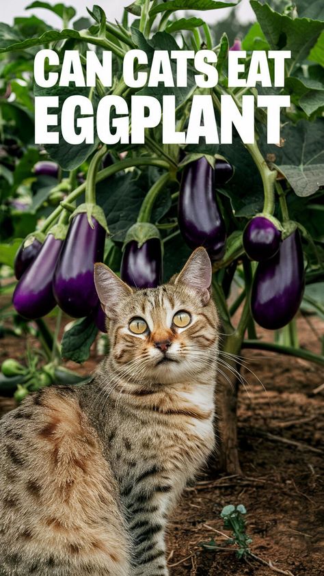 🐱🍆 Find out if your kitty can munch on eggplant! 😻🍆 #catlovers #cathealth #catdiet Senior Cat Care, Cat Diet, Cat Nutrition, Cat Proofing, Cat Grass, Kitten Care, Senior Cat, Cat Behavior, Cat Health