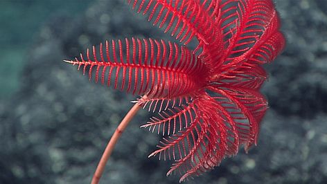 This beautiful creature is a stalked crinoid, also known as a sea lily. Crinoids are echinoderms, the same family as sea stars. Image courtesy of the NOAA Office of Ocean Exploration and Research, 2016 Deepwater Exploration of the Marianas Midsummer Nights Dream Costume, Colorful Sea Creatures, Sea Lily, Mariana Trench, Bristlecone Pine, Ocean Images, Great Basin National Park, Marianas Trench, Bottom Of The Ocean