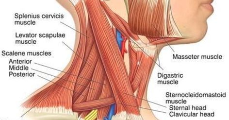 C1 and C2 form a unique set of #articulations that provide a great degree of mobility for the skull. C1 serves as a ring or washer that the skull rests upon and articulates in a pivot #joint with the dens or odontoid process of C2 #cervical_spine #anatomy Muscles Of The Head, Posterior Triangle Of Neck Anatomy, Posterior Triangle Of Neck, Vocal Cord Dysfunction, Sternocleidomastoid Muscle, Muscles Of The Neck, Forward Head Posture, Upper Back Pain, Muscle Spasms