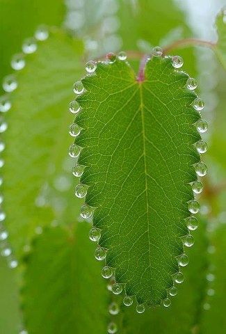 20 Oddly Satisfying Images Satisfying Pictures, Drops Of Water, Image Nature, Have Inspiration, Dew Drops, Oddly Satisfying, Jolie Photo, Patterns In Nature, Water Drops