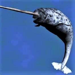 Narwhal ( Unicorn Whale ) One of the most magnificent creatures of all time. Creature Marine, Sea Mammal, Underwater Creatures, Underwater Life, Marine Mammals, Narwhal, Ocean Creatures, Marine Animals, Ocean Animals