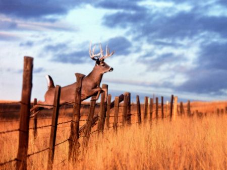 jumping fence Hunting Backgrounds, Deer Background, Deer Jumping, Hunting Wallpaper, Deer Wallpaper, Country Backgrounds, Deer Camp, Deer Pictures, Scene Wallpaper