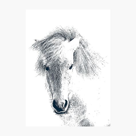 Iceland Drawing, Icelandic Horse Drawing, Iceland Map Illustration, Horse Drinking Water Drawing, Icelandic Horse Photography, Icelandic Horse, Horse Portrait, Horse Drawing, Horse Painting