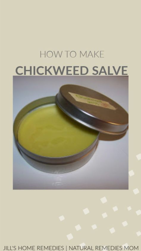 How To Make Chickweed Salve | Jill's Home Remedies Chickweed Salve, Natural Headache, Salve Recipes, Herbal Salves, Natural Headache Remedies, Bulk Herbs, Natural Cough Remedies, Herbal Oil, Natural Health Remedies