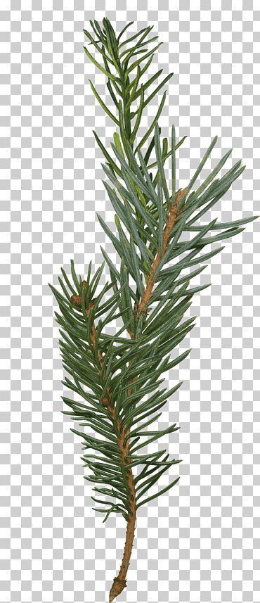 Pine Tree Branch Drawing, Pine Sprig Tattoo, Pine Branch Drawing, Spruce Tree Drawing, Spruce Tattoo, Pine Branch Tattoo, Spruce Tree Tattoo, Pine Illustration, Tattoo Donna