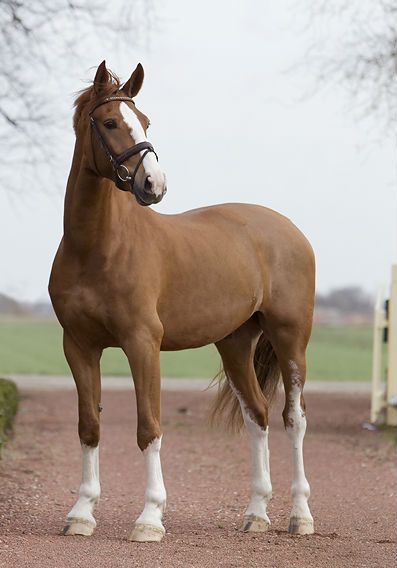 Endless Numbered Days - Love the proportions of this horse - good long legs and a beautiful upright posture. Gorgeous! Horse Reference Photos, Horses Brown, Chestnut Horses, Horse Standing, Warmblood Horses, Horse Aesthetic, Most Beautiful Horses, Thoroughbred Horse, Most Beautiful Animals