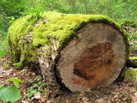 Mossy log. In a forest , #ad, #Mossy, #log, #forest #ad Log Reference, Forest Floor Reference, Hole In Tree Trunk, Mossy Tree Stump, Mossy Stump, Mossy Log, Mossy Rocks, Mossy Tree Trunk, Mossy Mushroom Forest