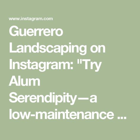 Guerrero Landscaping on Instagram: "Try Alum Serendipity—a low-maintenance perennial that’s deer and rabbit resistant, with a great shape and beautiful, long-lasting purple flowers. 🌸

Contact Guerrero Landscaping to learn more about enhancing your landscape! 💯

Visit our website: https://smpl.is/9a7kc or get a free quote: https://smpl.is/9itrp
☎️Call us at 469-398-9896

#GuerreroLandscaping #LawnCare #LawnTips #LandscapingExperts #NorthDallasLandscape  #LawnMower #AlumSerendipity #LandscapingReels #GardenReels" Alum Serendipity, Deer And Rabbit, Garden Grass, Plant Help, House Yard, House Landscaping, Grasses Garden, Gardening 101, Plant List