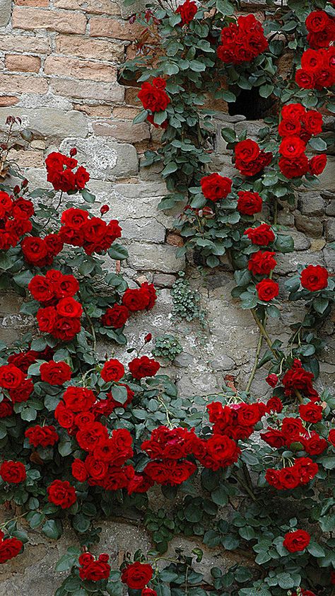 begônias Red Climbing Roses, Desk Diy, Flower Walls, Wonderful Nature, Wonderful Flowers, Rose Bush, Pretty Roses, Climbing Roses, Diy Garden Projects