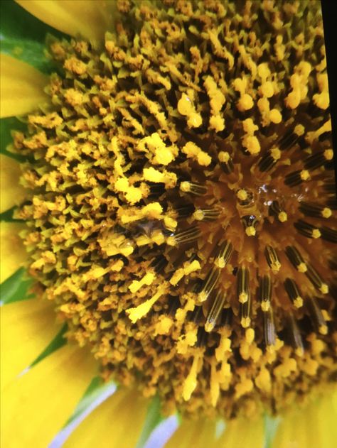 A zoomed in sunflower. Zoomed In Flower, Zoomed In Pictures, Horror Monsters, Art Summer, Monster Design, Color Me, Dandelion, Close Up, Sunflower