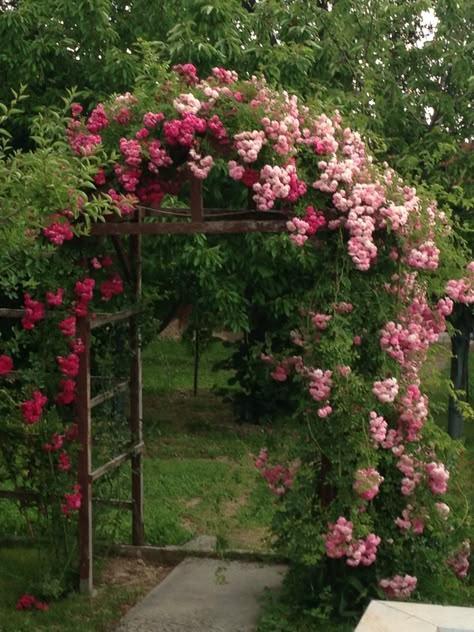 Bush Garden, Rose Trellis, Cottage Garden Design, Garden Arches, Garden Tool Set, Outdoor Gardens Design, Patio And Garden, Outdoor Decor Backyard, Garden Pathway