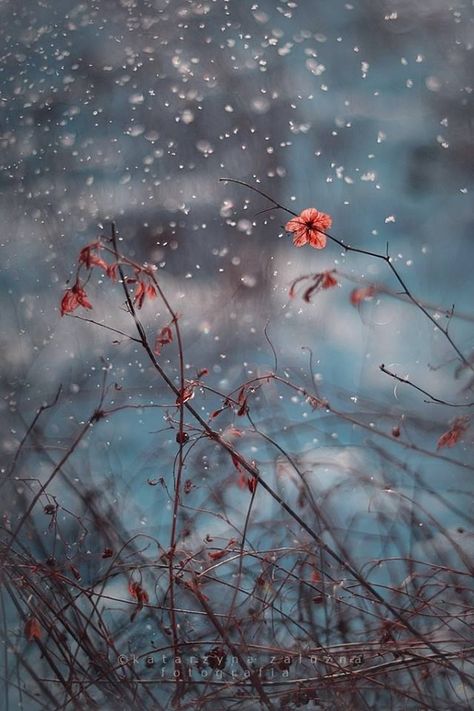 Autumn Snow, Dslr Background Images, Photo Nature, Jolie Photo, Painting Photos, Flower Images, Love Wallpaper, Flowers Nature, Nature Wallpaper