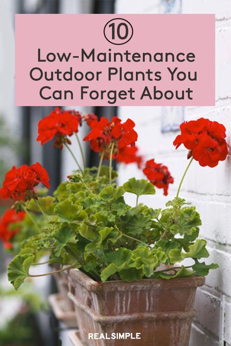 Easy To Take Care Of Plants Outdoors, Easy Care Outdoor Potted Plants, Easy Care Outdoor Plants, Low Maintenance Plants Outdoor Planters, Low Maintenance Hanging Plants Outdoor, Porch Container Gardening, Easy Hanging Plants Outdoor, Easy Front Porch Plants, Outdoor Plants Low Maintenance