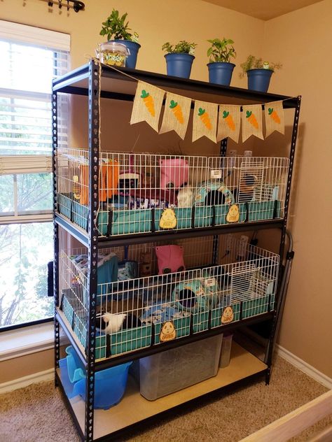 Saved from a lady on Facebook. She has storage on bottom, & room for two Midwest cages!! Guinea Pig Room Ideas, Guenia Pig Cages Ideas, Diy Guinea Pig Cage Furniture, Guinea Pig Cage Ideas Indoor, Indoor Guinea Pig Cage Ideas, Guinea Pig Cage Setup Ideas, Homemade Guinea Pig Cage, Cute Guinea Pig Cage Ideas, Guinea Pigs Cage Ideas