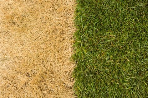 What Is Fertilizer Burn—and How to Reverse It - Bob Vila Lawn Roller, Lawn Repair, Grass Is Always Greener, Types Of Grass, Grass Type, Fake Grass, Soil Testing, Soil Layers, Clay Soil