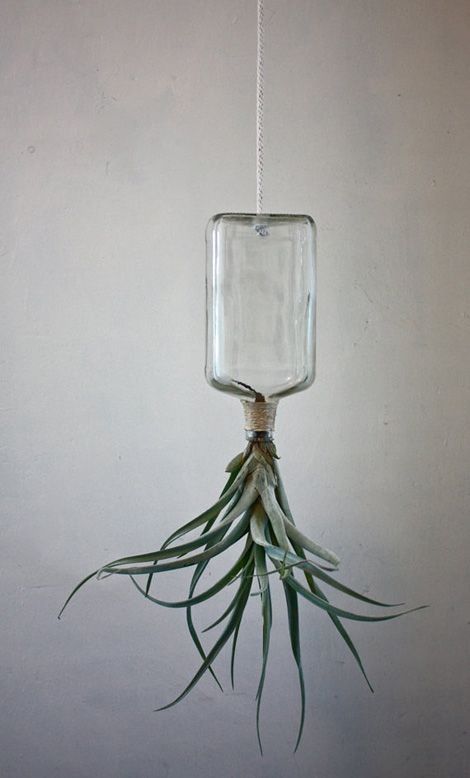 Ideas Air Plants Diy, Plant Display Ideas, Air Plants Decor, Plant Hanging, Air Plant Display, Propagating Succulents, Deco Floral, Diy Plants, Cactus And Succulents