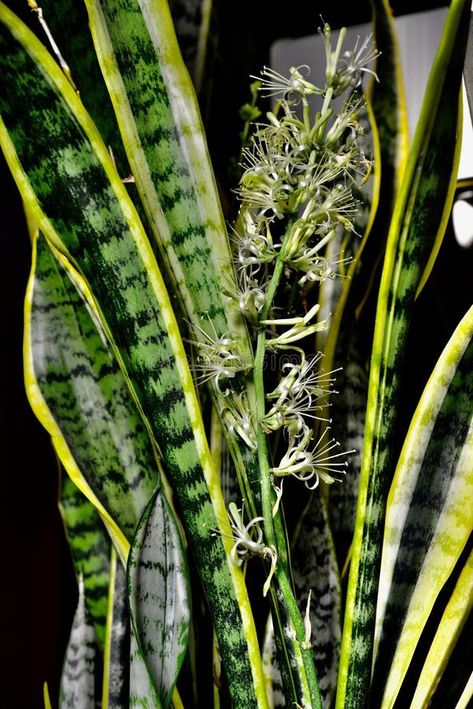 Rare Flower of a Snake Plant, mother-in-law's tongue plant, Dracaena trifasciata, stock photography Dracaena Trifasciata, Mother In Law Tongue, Free Vector Backgrounds, Rare Flowers, A Snake, Snake Plant, Indoor Plant, Mother In Law, Indoor Plants