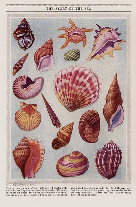 Amazing Illusions, Pisces Party, Natural Prints, Seashell Illustration, Shell Tattoos, Scientific Illustration, Art Et Illustration, Sea Art, Art Collage Wall