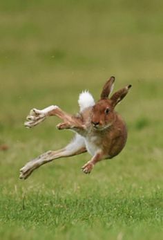 Running Hare, Tattoo Nature, Wild Hare, Animals Tattoo, Wild Rabbit, March Hare, British Wildlife, Rabbit Art, Bath Products