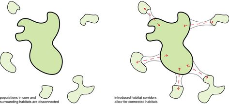 W06 | Ecological Urbanism - Habitat connectivity is a way that we can start to revert our environment back to the way it used to be. It connects patches of habitat to each other which gives animals access to other habitats which were segregated by highways and man-made structures. #iiturbanism Ecological Urbanism, Creek Restoration, Urban Wilderness, Urban Design Graphics, Our Environment, Design Graphics, Urban Design, Ecology, Habitat