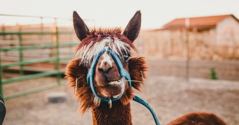 55 Hilarious Alpaca And Llama Jokes So Funny They'll Make You Spit Llama Jokes, Llama Images, Llama Pictures, Justin Bieber Lyrics, Amish Country Ohio, Alpaca My Bags, Amish Farm, Road Trip Snacks, Here I Go Again