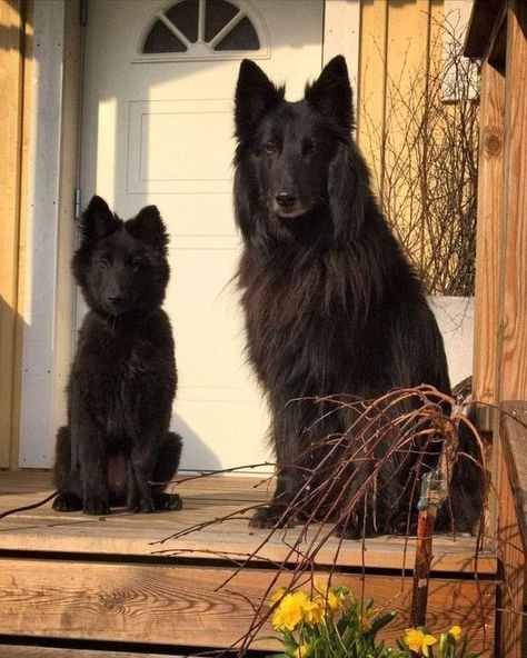 Groenendael Lovers & Owners | Great Photograph 🥰❤️ | Facebook Black Shepherd Aesthetic, Belgian Sheepdog Groenendael, Groenendael Puppy, Groenendael Dog, Belgian Groenendael, King German Shepherd, Belgian Shepherd Groenendael, Types Of German Shepherd, Black Dogs Breeds