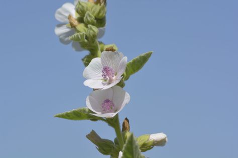 Marshmallow root (Althaea officinalis) is not the same as the candy. Learn about herbal preparations with Althaea. Marshmallow Root Benefits, Marshmallow Root Tea, Marshmallow Plant, Marshmallow Flower, Fall Facts, Mallow Plant, Marsh Mallow, Marshmallow Flowers, Althaea Officinalis