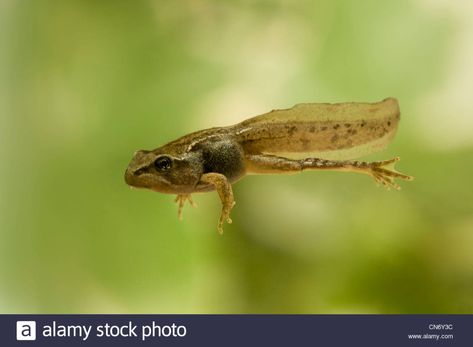 Tadpole To Frog, Best Science Books, Common Frog, Amazing Frog, Life On The Edge, Frog And Toad, Reptiles And Amphibians, Science Books, Cute Frogs